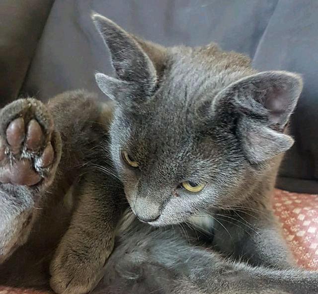 蓝猫因天生“四耳”遭弃,女子觉得它可爱收养,却意外收获网红猫(图1)