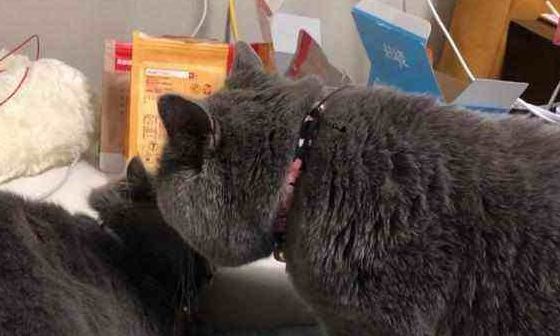 主人带母猫出去配种，回家公猫闻后知道自己被绿，表情让主人尴尬(图1)