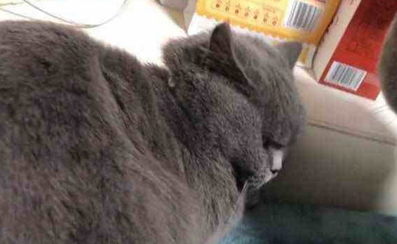 主人带母猫出去配种，回家公猫闻后知道自己被绿，表情让主人尴尬(图2)