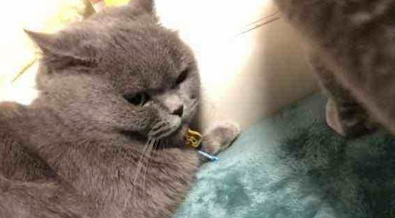 主人带母猫出去配种，回家公猫闻后知道自己被绿，表情让主人尴尬(图3)