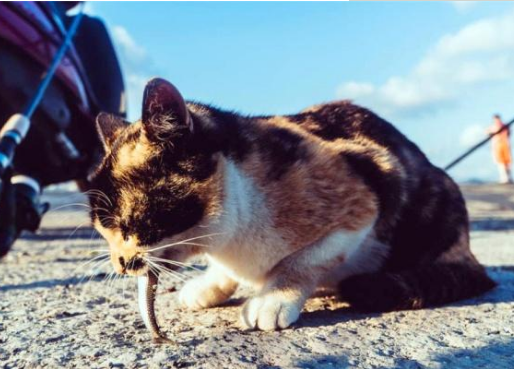 蓝猫偷看狸花猫吃饭，眼神楚楚可怜，狸花猫发现后瞬间吃光鱼罐头(图2)