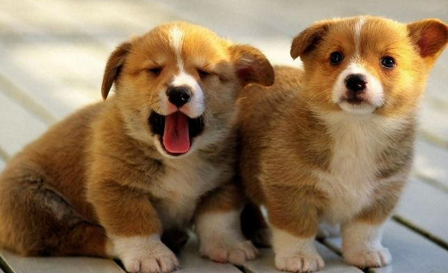 防止宠物被遗弃,法国2024年起禁宠物店贩售猫狗(图1)