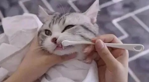 你知道吗？猫咪也有口臭！教你几招，解决猫咪“口吐芬芳”……(图2)