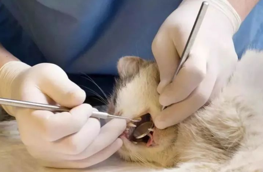 你知道吗？猫咪也有口臭！教你几招，解决猫咪“口吐芬芳”……(图1)