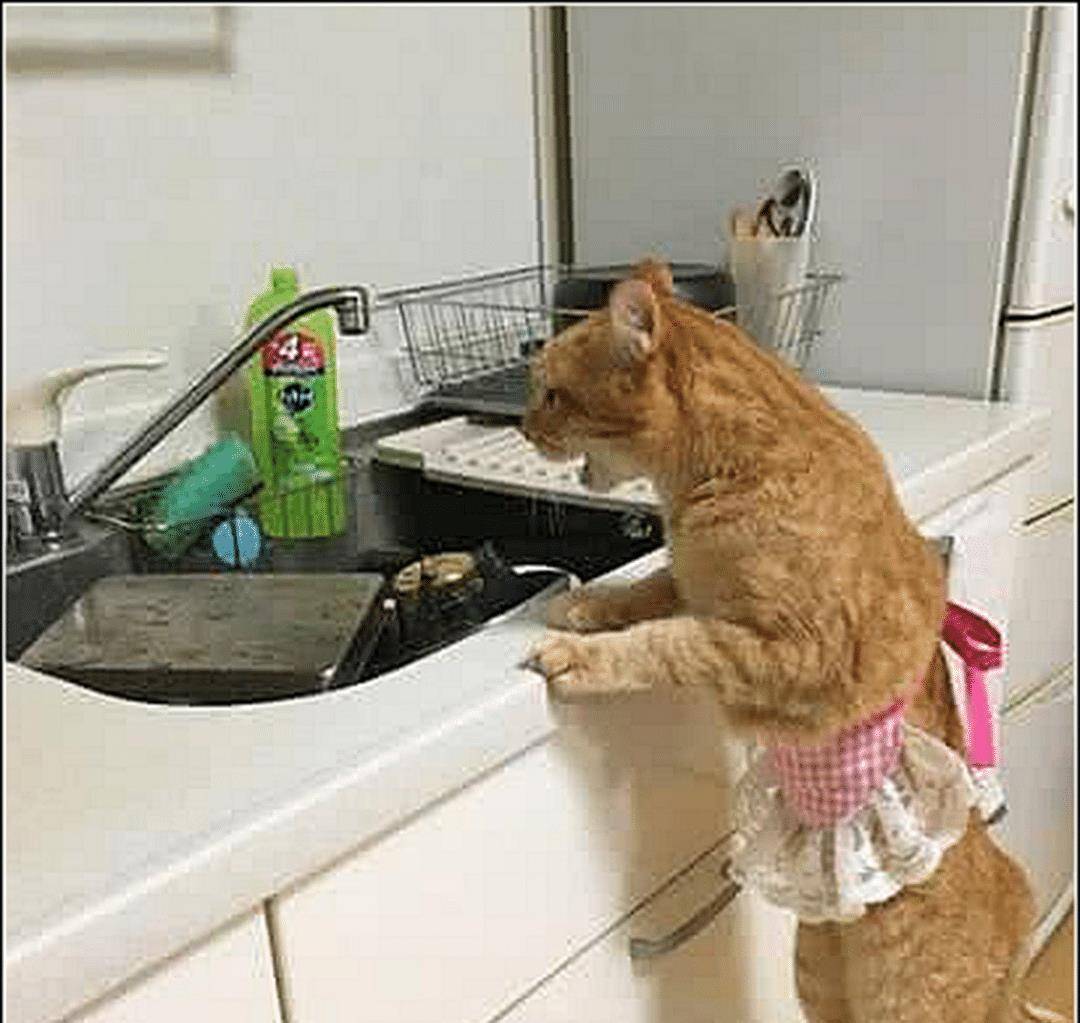 男子出差忘倒猫粮,担心会饿到橘猫,三天后回来一看傻眼了(图3)