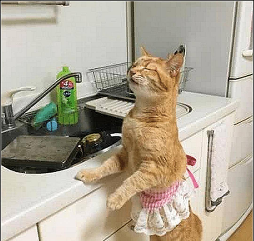 男子出差忘倒猫粮,担心会饿到橘猫,三天后回来一看傻眼了(图2)