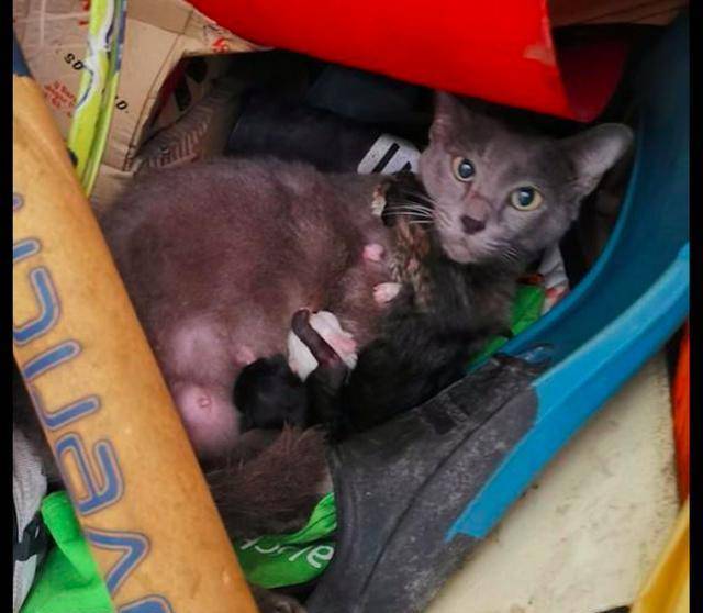 猫妈妈在杂物间生产，女子果断收养了它们一家：是猫咪选择了我！(图2)