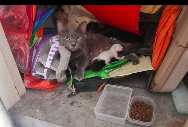 猫妈妈在杂物间生产，女子果断收养了它们一家：是猫咪选择了我！(图3)