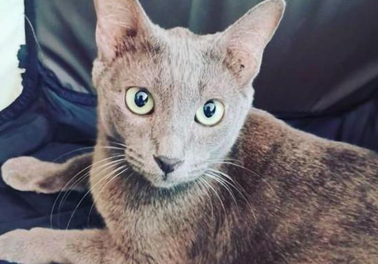 猫妈妈在杂物间生产，女子果断收养了它们一家：是猫咪选择了我！(图1)