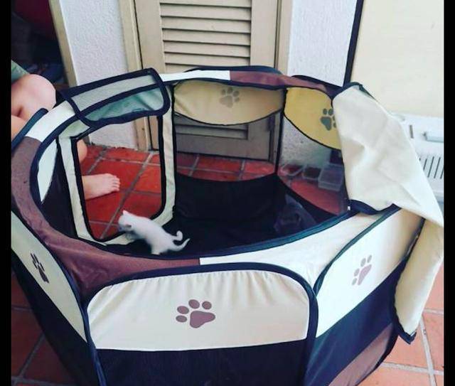 猫妈妈在杂物间生产，女子果断收养了它们一家：是猫咪选择了我！(图5)