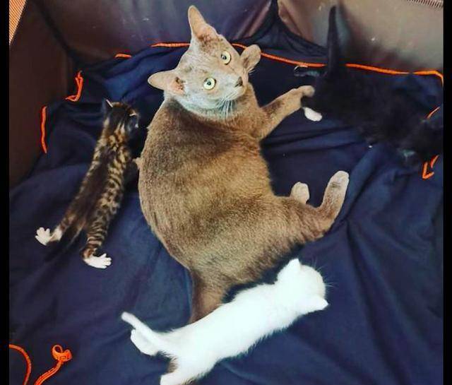 猫妈妈在杂物间生产，女子果断收养了它们一家：是猫咪选择了我！(图6)