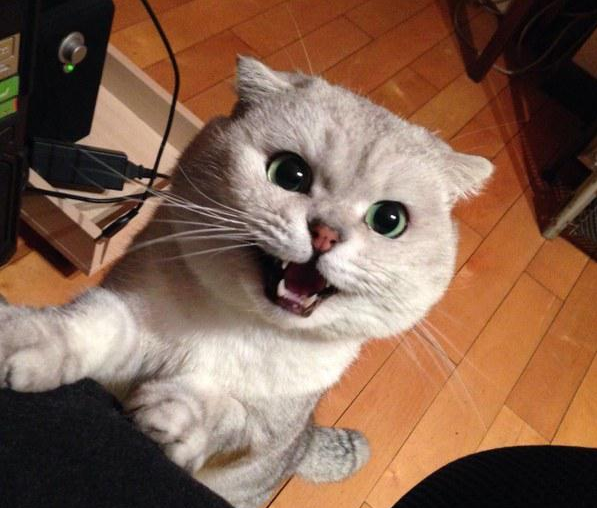 家里两只猫爱找理由吃醋,常常无视主人,把主人整的欲哭无泪(图1)