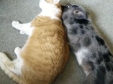 猪猫哥俩很恩爱 天天互舔帮对方理毛还睡一起(图1)