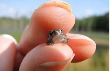 只有手掌大小的宠物 | 世界最小动物大集合,超萌迷你猫咪竟然只有手掌大?(图1)