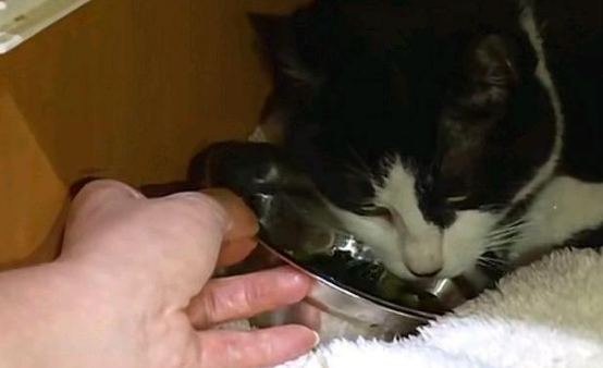 流浪猫挺着大肚子求助,不顾反对冲进家门,一口气生下3只小猫!(图4)