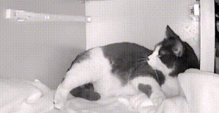 流浪猫挺着大肚子求助,不顾反对冲进家门,一口气生下3只小猫!(图3)