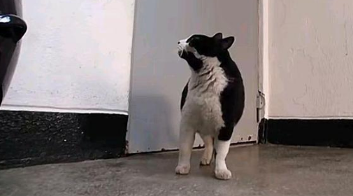 流浪猫挺着大肚子求助,不顾反对冲进家门,一口气生下3只小猫!(图1)