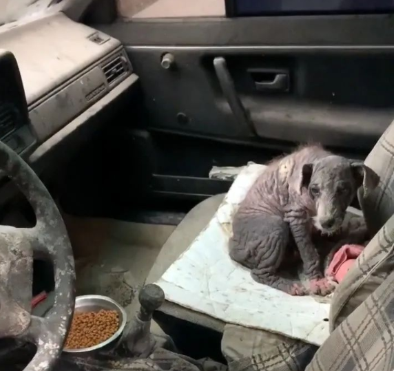 宠物狗被关车内，毛发脱落，浑身是病，被误认为是无毛猫(图2)