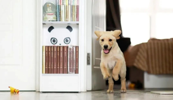 宠物狗被关车内，毛发脱落，浑身是病，被误认为是无毛猫(图1)