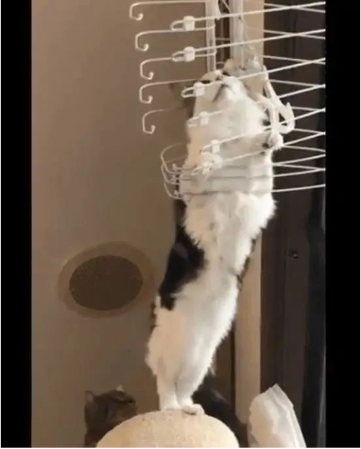 猫咪爬进晾衣架，不料下不来了，可怜巴巴地盯着主人看(图1)