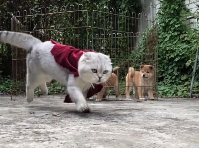 猫咪展示了越狱技能后, 柴犬惊呆了, 说: 大哥, 你怎么不教我们(图3)