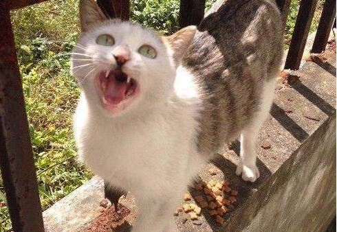 喂过一段时间的流浪猫后, 画风变得出人意料, 不想再去喂了, 哎!(图2)