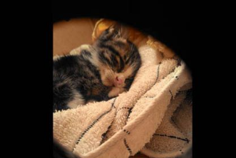 不要贸然领养猫咪 好心差点做坏事小猫鬼门关前走一趟！(图1)