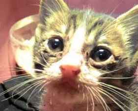 不要贸然领养猫咪 好心差点做坏事小猫鬼门关前走一趟！(图2)