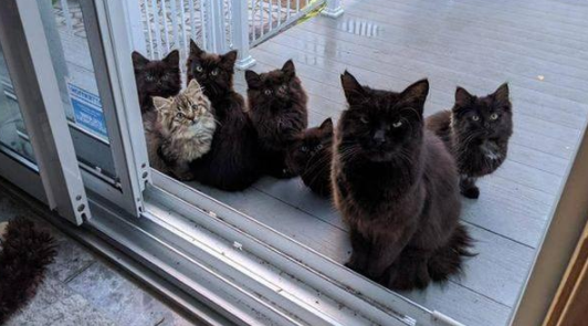 黑猫初来乍到就跟女孩进屋，试探几天后，却带着6个孩子来投奔！(图2)