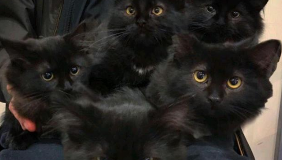 黑猫初来乍到就跟女孩进屋，试探几天后，却带着6个孩子来投奔！(图3)