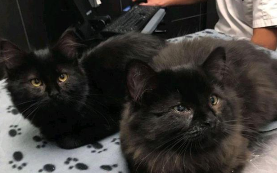 黑猫初来乍到就跟女孩进屋，试探几天后，却带着6个孩子来投奔！(图4)