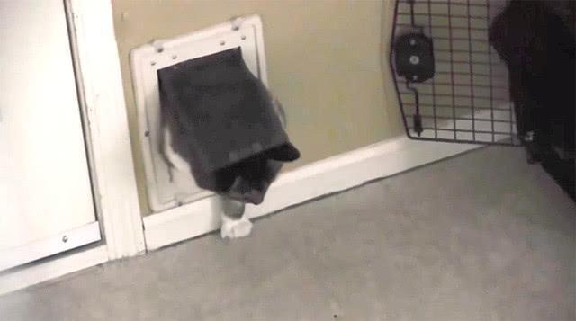 猫咪被卡门洞, 主人却在一旁鼓劲: 加油, 用力, 已经看到头了(图2)