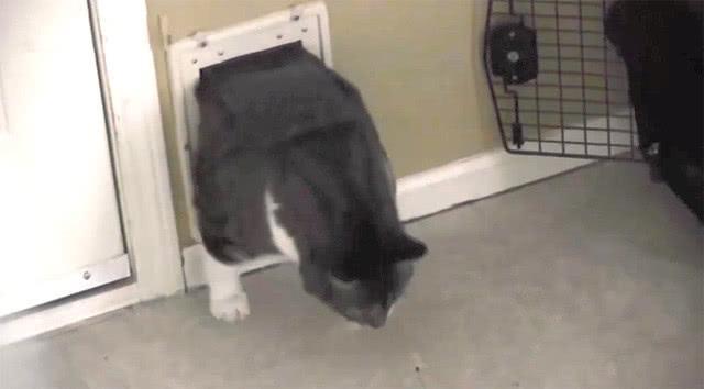 猫咪被卡门洞, 主人却在一旁鼓劲: 加油, 用力, 已经看到头了(图3)