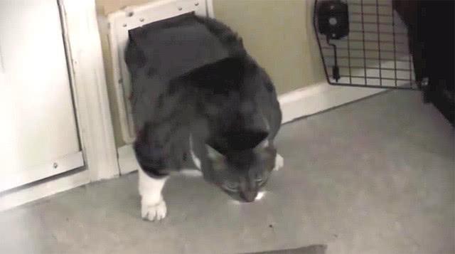 猫咪被卡门洞, 主人却在一旁鼓劲: 加油, 用力, 已经看到头了(图4)