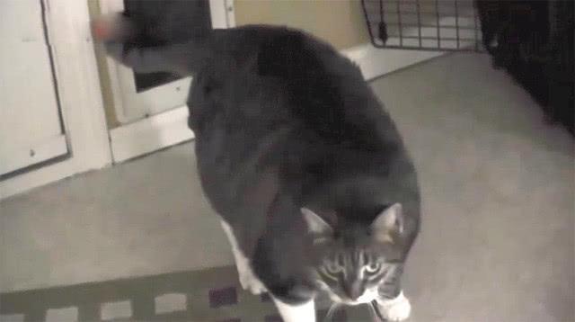 猫咪被卡门洞, 主人却在一旁鼓劲: 加油, 用力, 已经看到头了(图5)