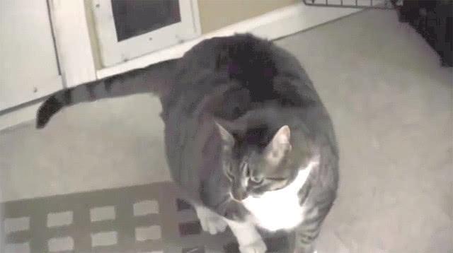 猫咪被卡门洞, 主人却在一旁鼓劲: 加油, 用力, 已经看到头了(图6)