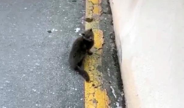 蓝猫被丢停车场,弃养原因竟是小毛病(图2)