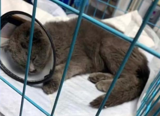 蓝猫被丢停车场,弃养原因竟是小毛病(图3)