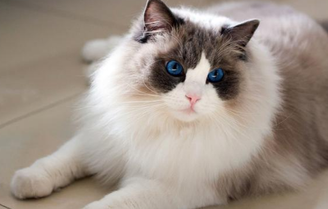 女孩偶遇流浪布偶猫,喂养7天后,果断把它带回家!(图1)