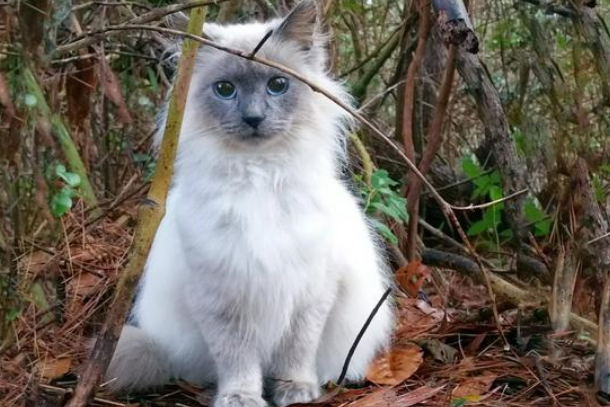 女孩偶遇流浪布偶猫,喂养7天后,果断把它带回家!(图4)