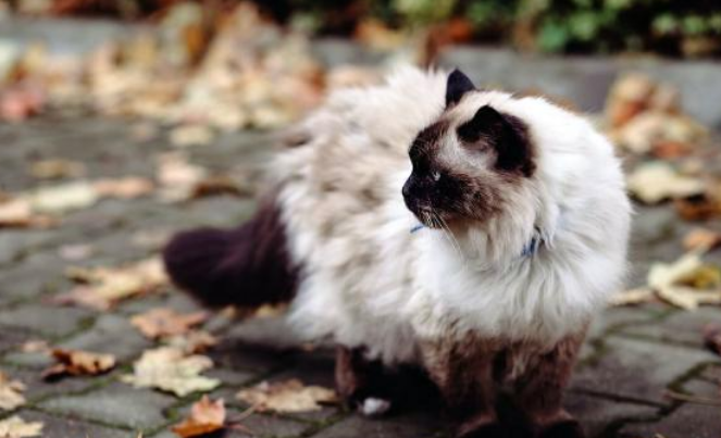 女孩偶遇流浪布偶猫,喂养7天后,果断把它带回家!(图5)