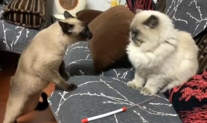 女孩偶遇流浪布偶猫,喂养7天后,果断把它带回家!(图8)