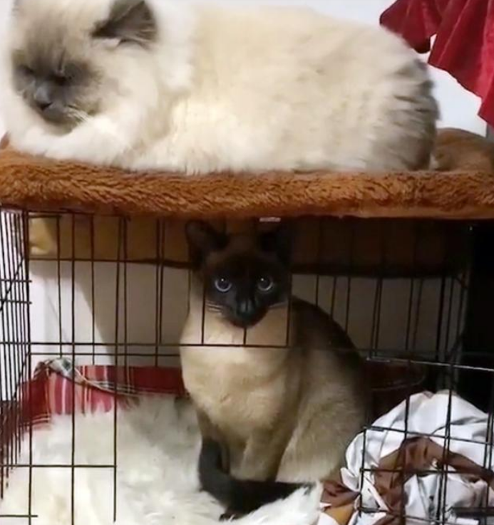 女孩偶遇流浪布偶猫,喂养7天后,果断把它带回家!(图7)