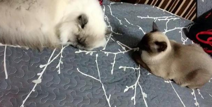 女孩偶遇流浪布偶猫,喂养7天后,果断把它带回家!(图9)