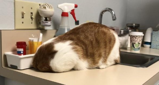 猫咪拒做绝育将头埋进垃圾箱，网友：同一个世界，同一只猫！(图2)