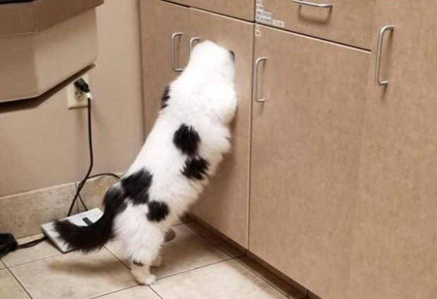 猫咪拒做绝育将头埋进垃圾箱，网友：同一个世界，同一只猫！(图3)