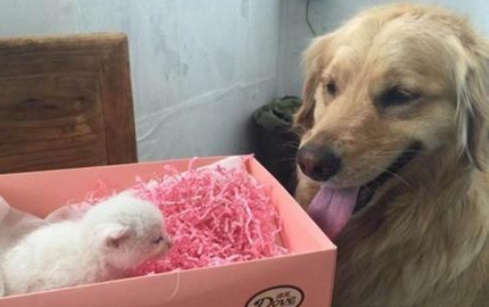 男神大金毛母亲的爱爆满，捡回来小猫咪作为小孩服侍，共处画面让人贴心(图1)