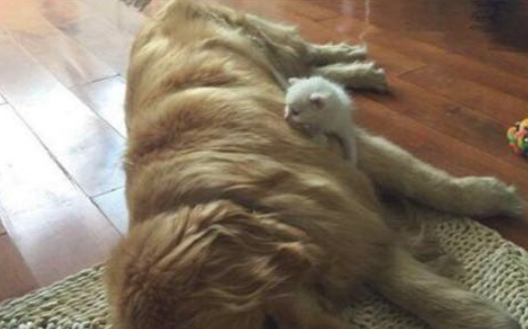 男神大金毛母亲的爱爆满，捡回来小猫咪作为小孩服侍，共处画面让人贴心(图2)