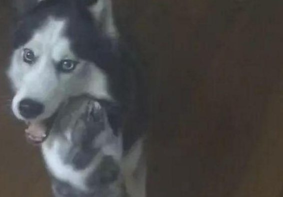 哈士奇老是哀嚎，之后才发觉，原先猫主子是拿哈士奇练习，当觅食的目标(图1)