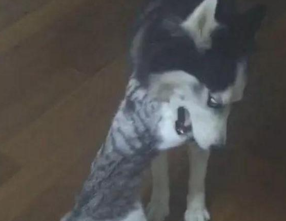 哈士奇老是哀嚎，之后才发觉，原先猫主子是拿哈士奇练习，当觅食的目标(图2)